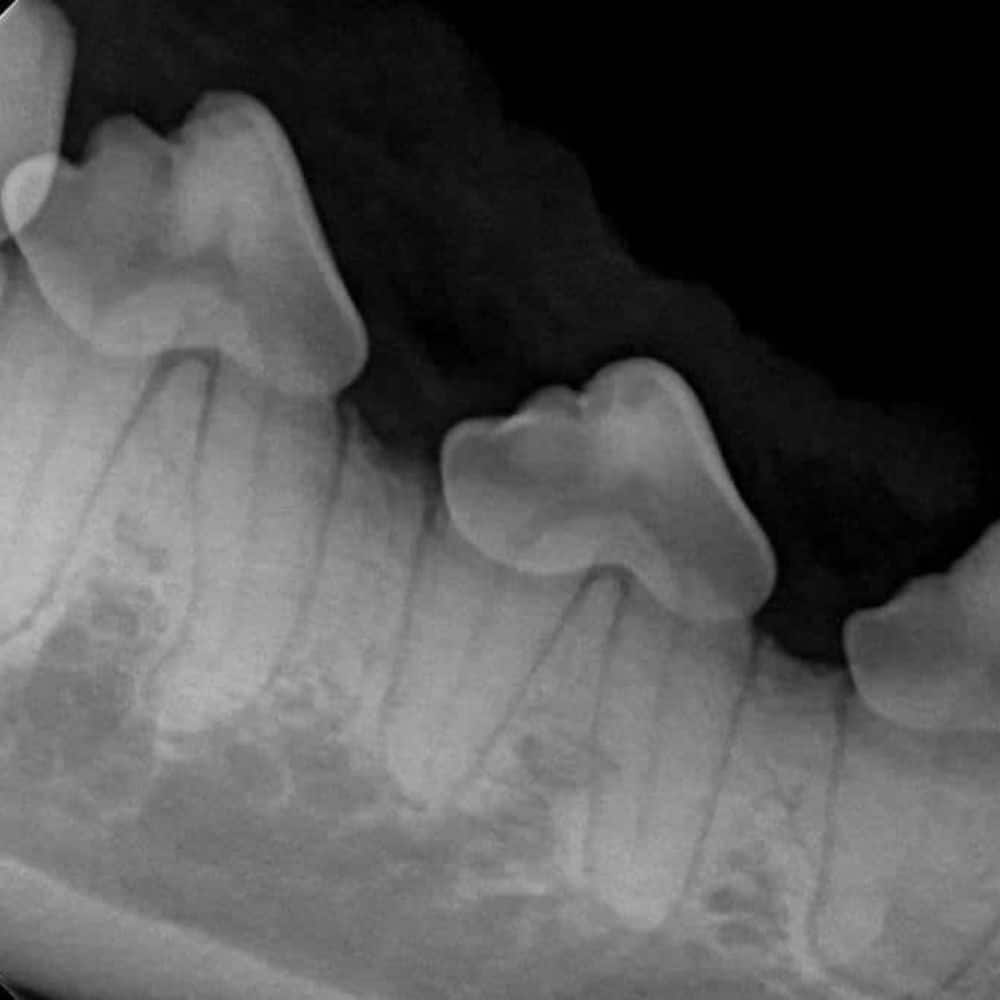 a dog teeth