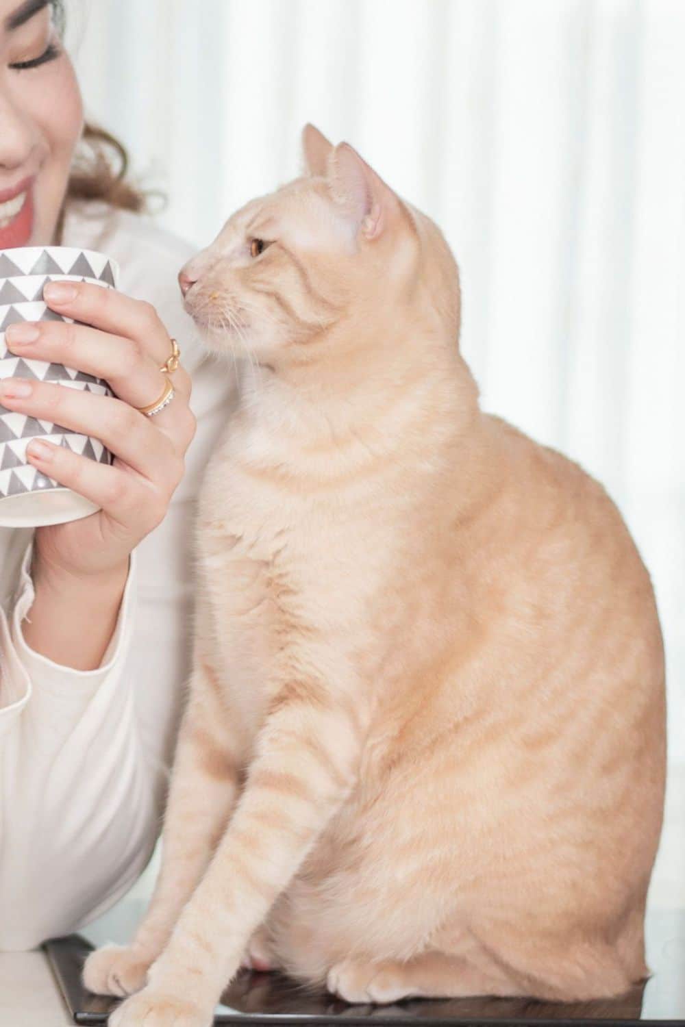 Pet Medicine